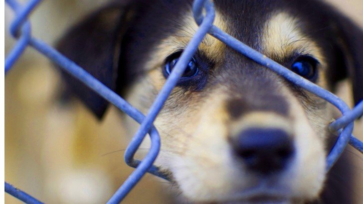Animal Rights and Animal Welfare Laws